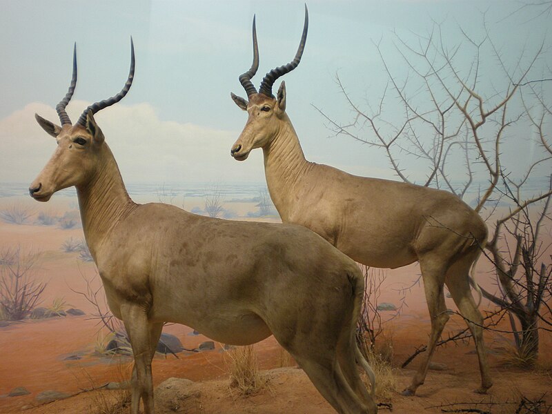 File:Hunter's Hartebeest CAS 1.JPG