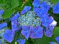 Hydrangea macrophylla 'Mowe'