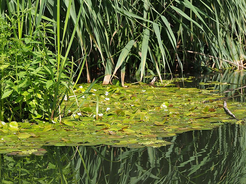 File:Hydrocharis morsus-ranae Żabiściek pływający Oława 2023-08-11 35.jpg