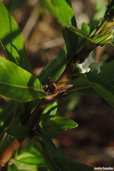 File:Hygrophila guianensis- Soriano, Palmar, Pajonal al margen del Río Negro 4.jpg