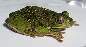 A Hyla gratiosa UMFS 2014 image 2.JPG leírása.