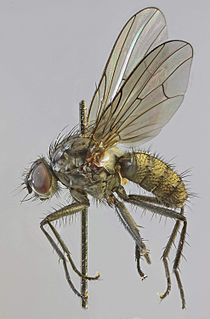 <i>Hylemya urbica</i> Species of fly