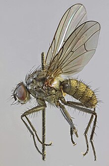 Hylemya urbica, Borras Quarry, North Wales, June 2012 2 (17377877463).jpg