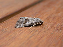 Hypena laceratalis2.jpg