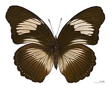 Hypolimnas monteironis (Druce, 1874) (Centrafrique).jpg