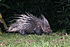 Hystrix brachyura, malaiji porcupine.jpg