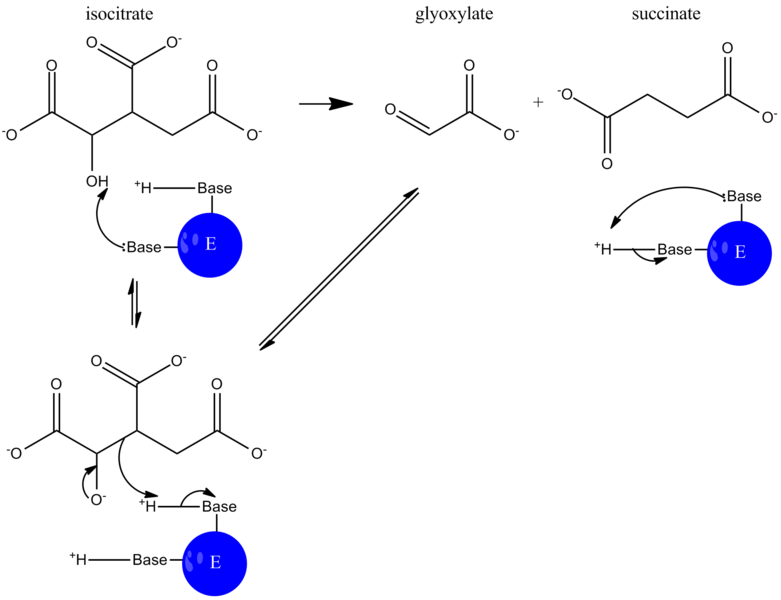 File:ICL catalyzed rxn.png