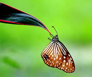<i>Parantica agleoides</i> Species of butterfly