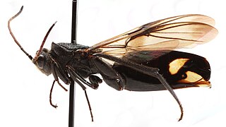 <i>Ibalia</i> genus of insects