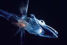 Fish of the Notothenioidei suborder, such as this young icefish, are mostly restricted to the Antarctic and Subantarctic Icefishuk.jpg