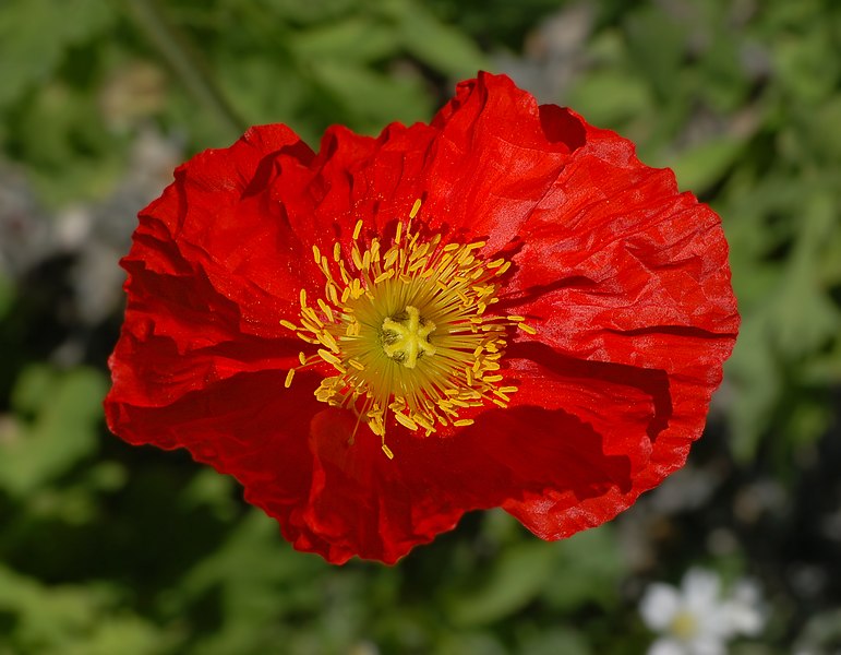 File:Iceland Poppy Papaver nudicaule 'Champagne Bubbles' Red Top.jpg