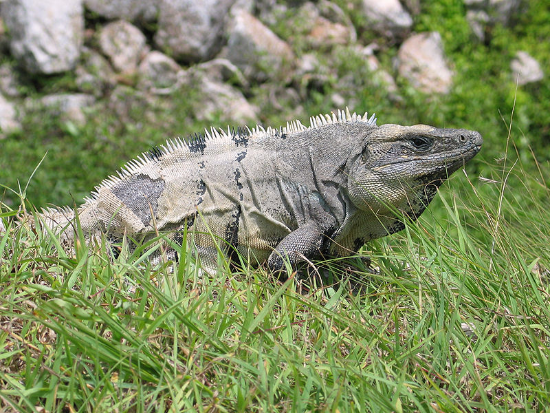 File:Iguana in Mexico.jpg