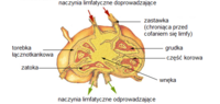 Miniatura Węzeł chłonny