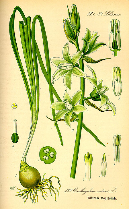 Ornithogalum nutans