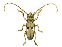 Egzotik Entomoloji Resimleri Lamia Bipunctata.jpg