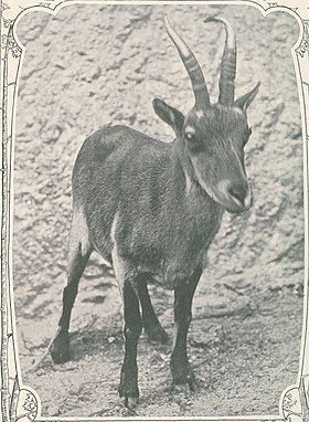 Último e único espécime fotografado, capturado em Albergaria, Portugal, a 20 de setembro de 1890. Detalhes da foto abaixo.