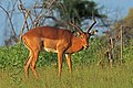 * Nomination Impala (Aepyceros melampus) male, Namibia --Charlesjsharp 09:41, 29 April 2018 (UTC) * Promotion Good quality. --Poco a poco 10:10, 29 April 2018 (UTC)