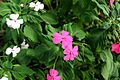 Impatiens walleriana (ru:) (en:) (de:) (lv:)