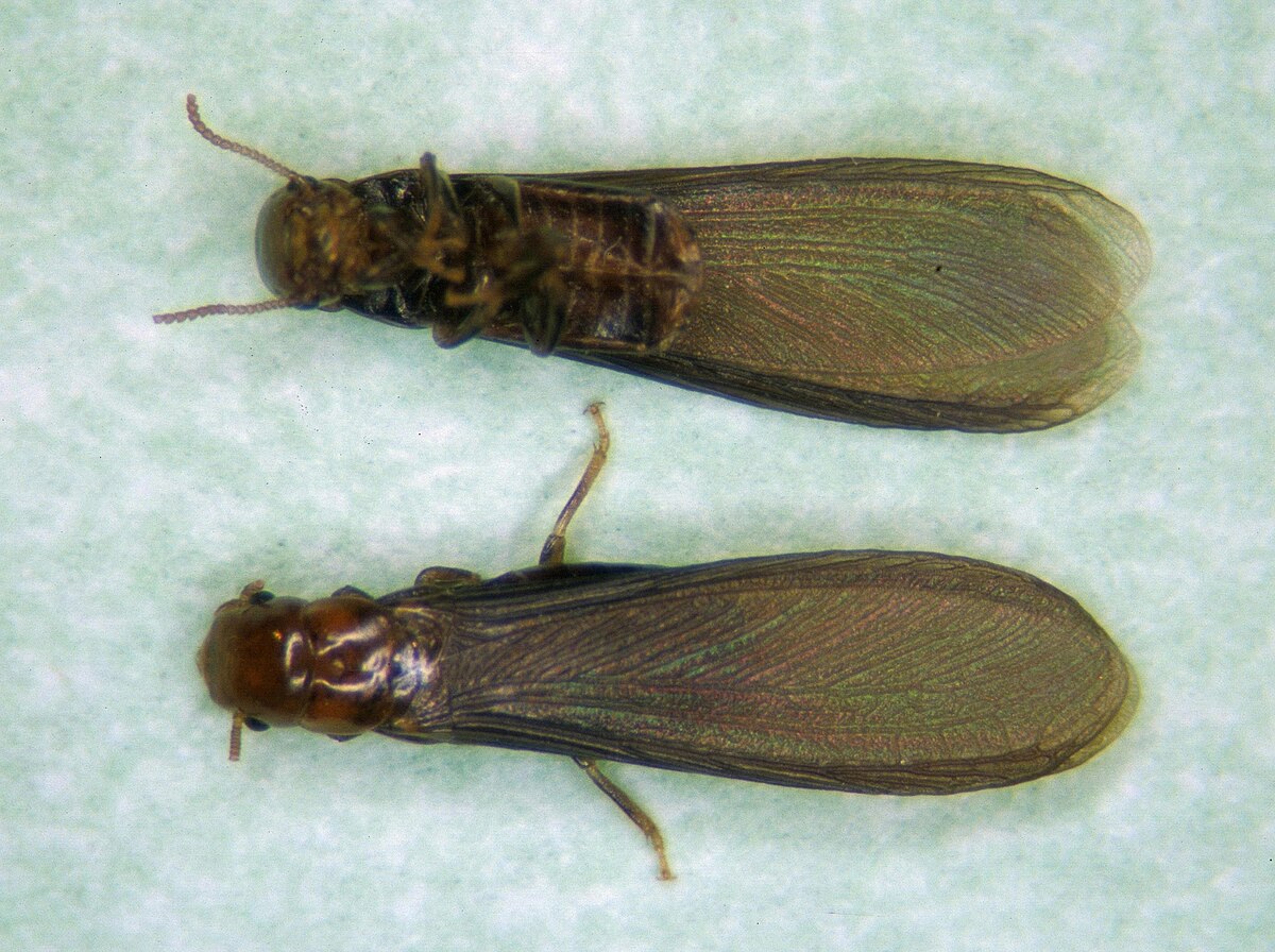 subterranean termites swarmers