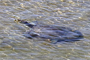 Indian softshell turtle (Nilssonia gangetica) Babai River.jpg