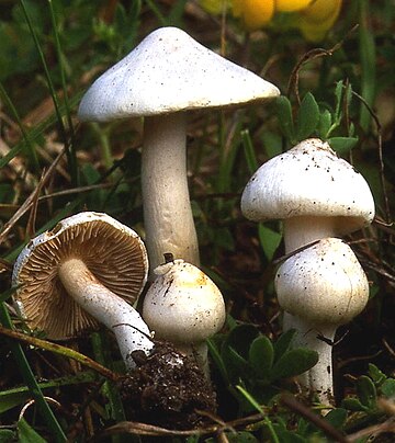 Inocybe