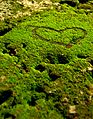 Heart formation on a patch of moss at Plaza Moriones