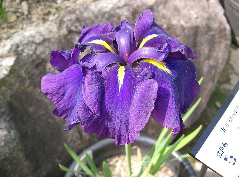File:Iris ensata var ensata2.jpg