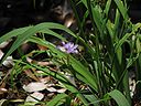 Iris gracilipes.jpg