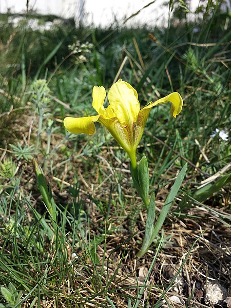 File:Iris humilis subsp. arenaria sl8.jpg