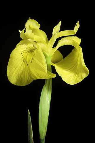 <i>Iris maackii</i> Species of flowering plant
