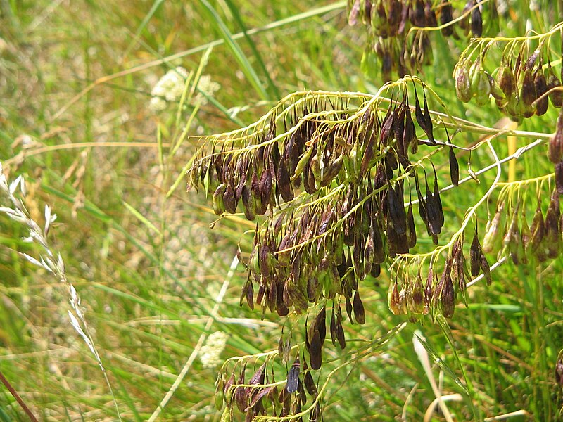 File:Isatis tinctoria fruits.jpg