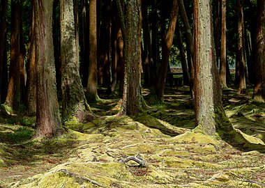 Japanese cedars (Cryptomeria japonica) at Lagoa das Furnas, São Miguel Island, Azores, Portugal