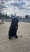 K9 Claude from ATF Boston at the inauguration of Joe Biden.jpg