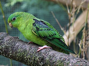 Lineolated Parakeet.jpg