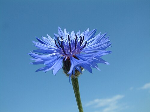 einzelne Blüte der Kornblume im Sonnenlicht