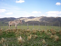 La Carrera Mendoza Argentina - panoramio.jpg