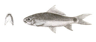 <i>Labeo porcellus</i> species of fish