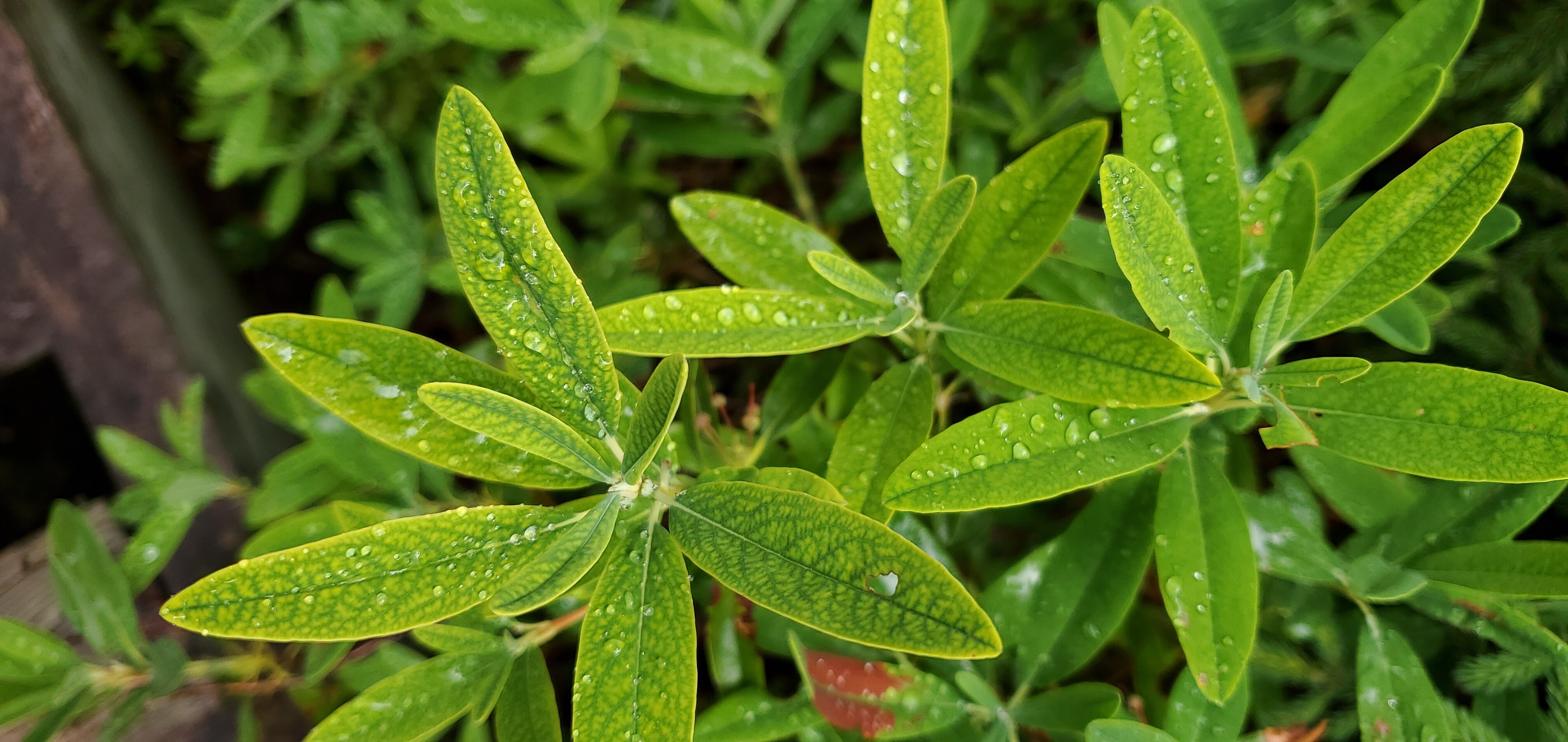 File:Labrador tea shrub in Fundy National Park.jpg - Wikipedia