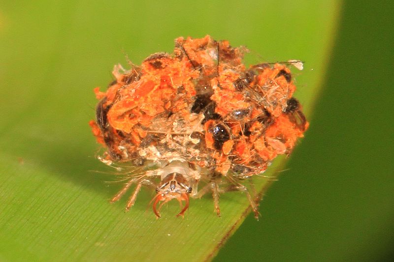 File:Lacewing larva, Everglades National Park, Homestead, Florida.jpg