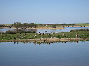Lagunas de Villafáfila, detal laguna.jpg
