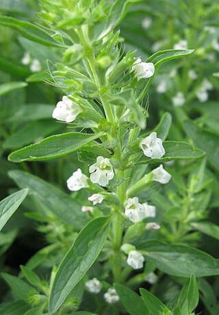<i>Lallemantia iberica</i> Species of flowering plant