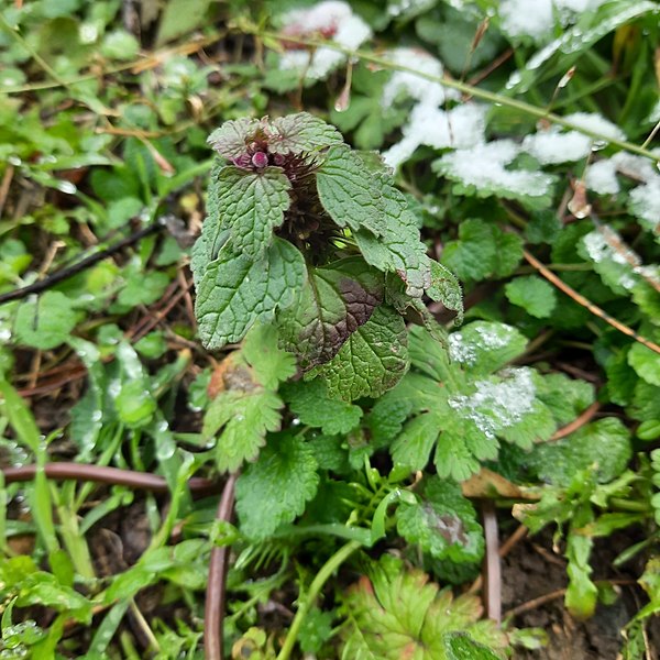 File:Lamium purpureum 109609783.jpg