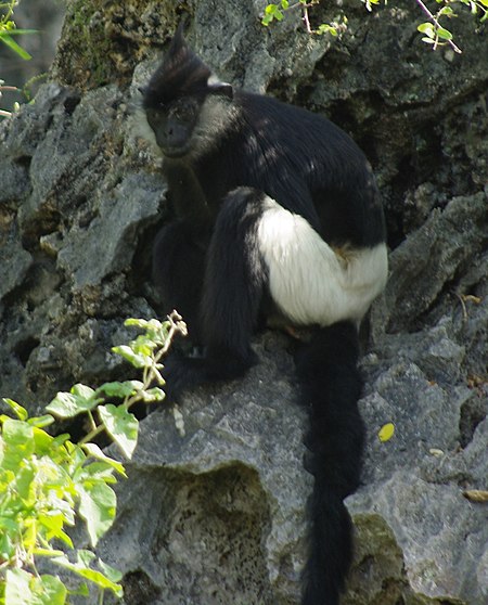 Voọc quần đùi trắng