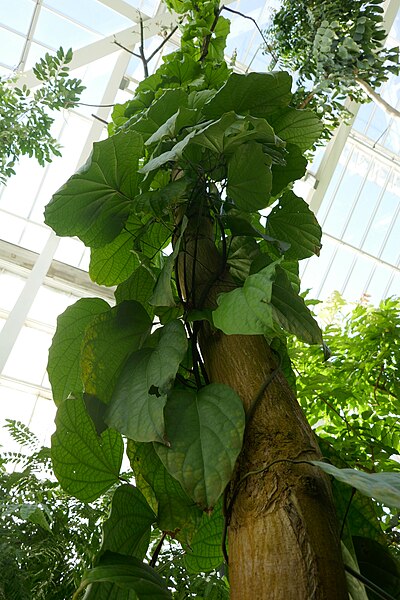 File:Lannea welwitschii-Jardin botanique Meise (1).jpg