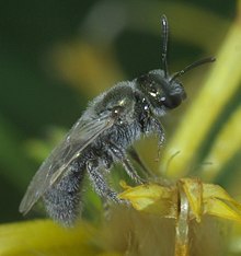 Lasioglossum semicaeruleum P1530257a.jpg