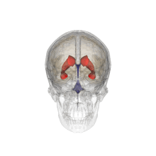 Lateral ventricle.gif
