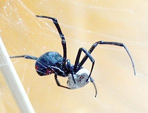Самка паука с добычей