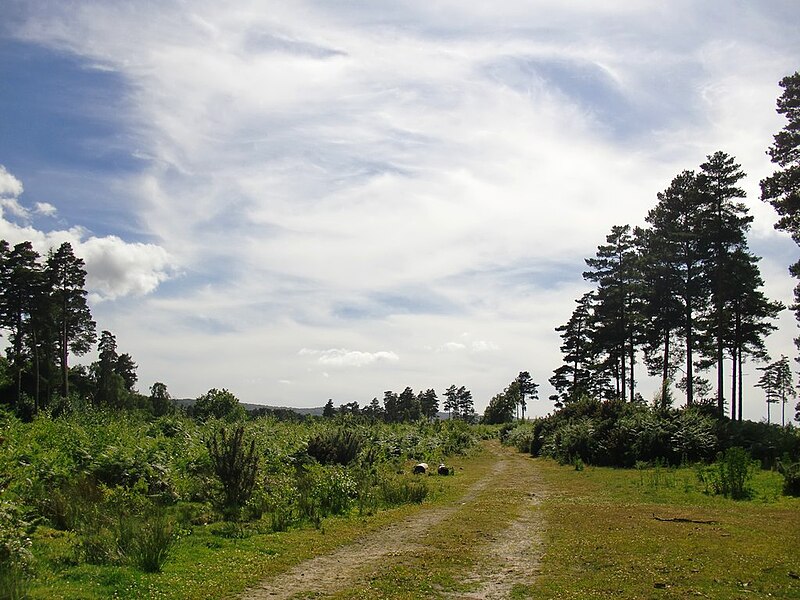 File:Lavington Plantation - geograph.org.uk - 4557260.jpg