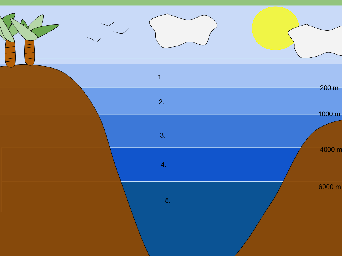 aphotic zone plants