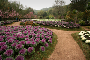 Doi Ang Khang